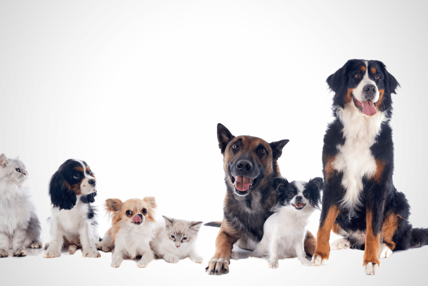 How Small Practices Can Benefit from VetTemps’ Dedicated Recruiters