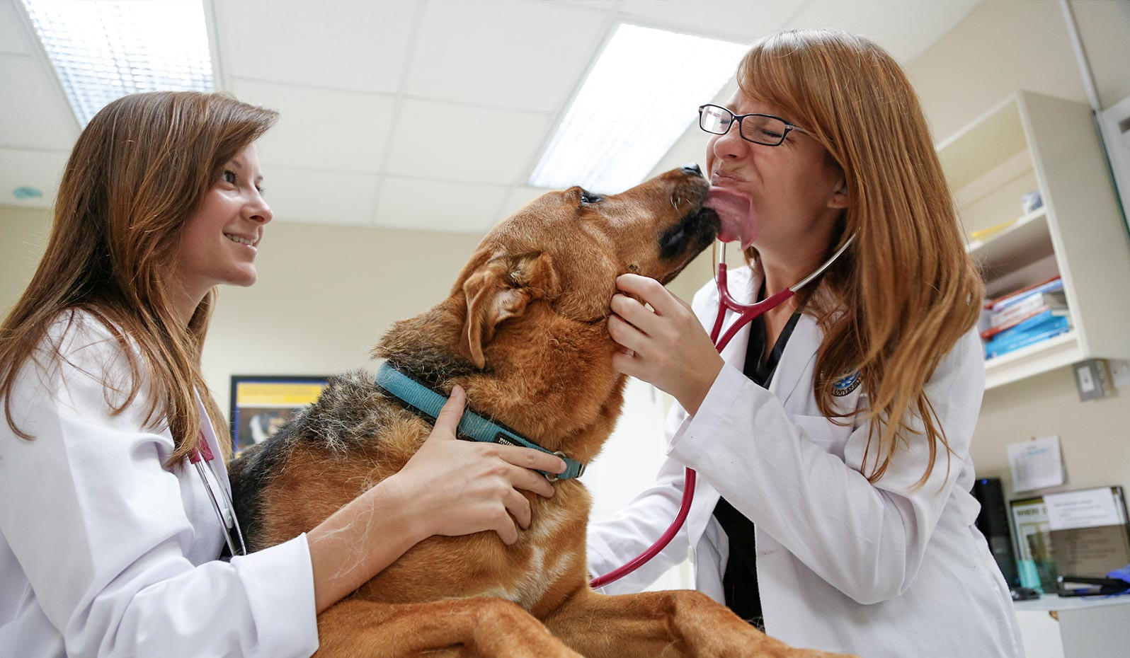 How to Hire the Best Veterinary Professionals?